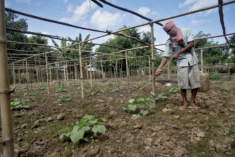 A farmer sprays pesticide containing monocrotophos at Mohanpur village, about 28 miles west of Agartala, the capital of India's northeastern state of Tripura, July 25, 2013. (Reuters/Jayanta Dey)