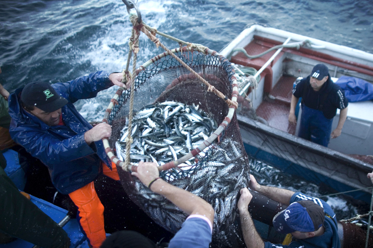 Sardine fishermen (Reuters/Nacho Doce)