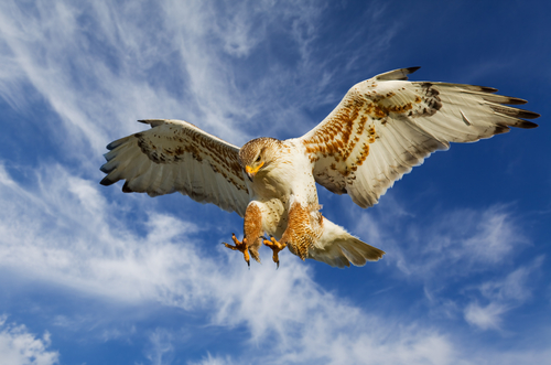 (Stephen Mcsweeny/Shutterstock)