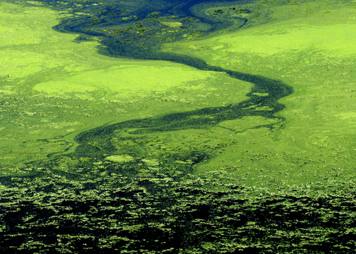 A group dumped iron into the Pacific Ocean in the hope that it would create algae blooms, which can absorb carbon from the atompshere (Nagel Photography/Shutterstock)