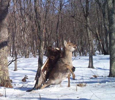 A camera trap set out for endangered Siberian (Amur) tigers in the Russian Far East photographed something far more rare: a golden eagle capturing a young sika deer (Linda Kerley, Zoological Society of London (ZSL))