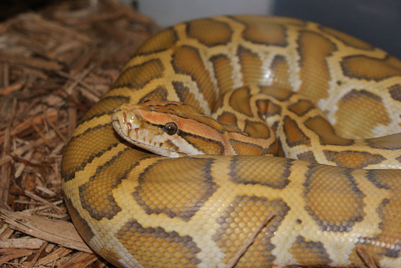 Burmese python (Wikimedia Commons)