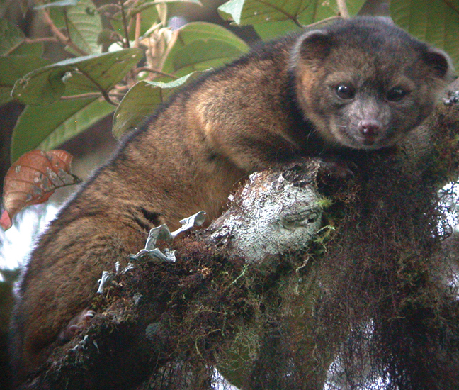 The olinguito (<em>Bassaricyon neblina</em>) (Wikimedia Commons)