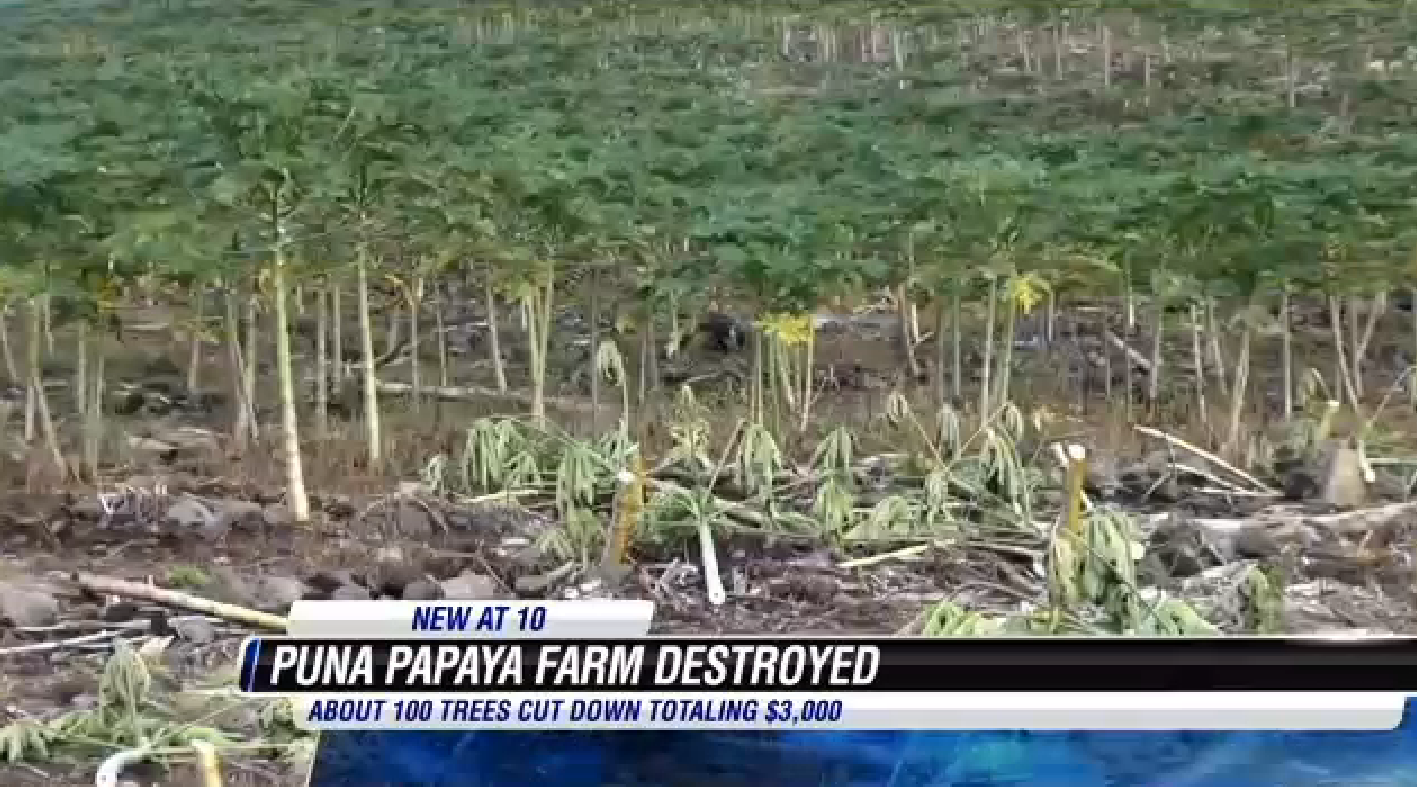 (Screenshot, Hawaii News Now)
