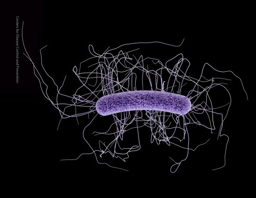 Illustration of Clostridium difficile (Centers for Disease Control and Prevention)