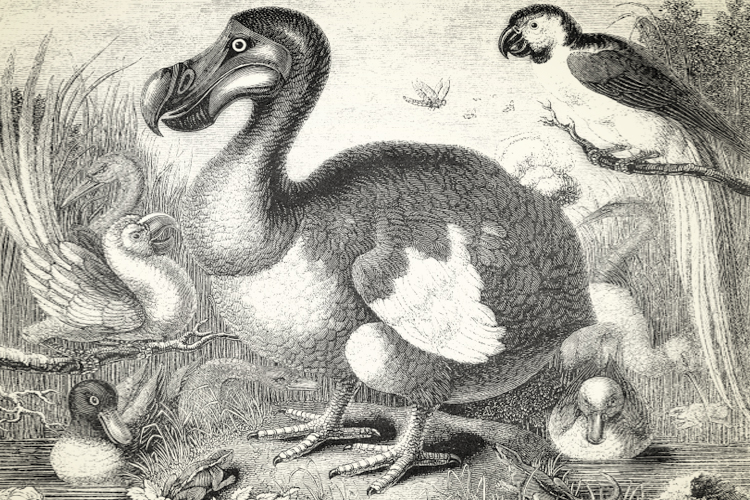 The dodo (Raphus cucullatus) (<a href='http://www.istockphoto.com/user_view.php?id=5051979'>denisk0</a> via <a href='http://www.istockphoto.com/'>iStock</a>)