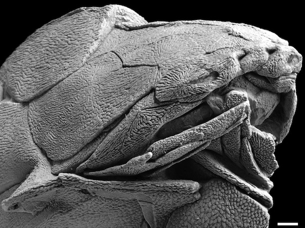 (via Nature/Min Zhu et. al.)