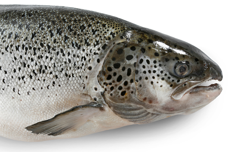 (<a href='http://www.istockphoto.com/user_view.php?id=2544718'>ALEAIMAGE</a> via <a href='http://www.istockphoto.com/'>iStock</a>)