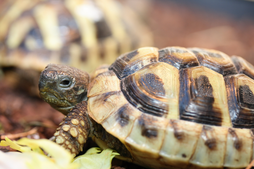 (<a href='http://www.shutterstock.com/gallery-454378p1.html'>hadot 760</a> via <a href='http://www.shutterstock.com/'>Shutterstock</a>)