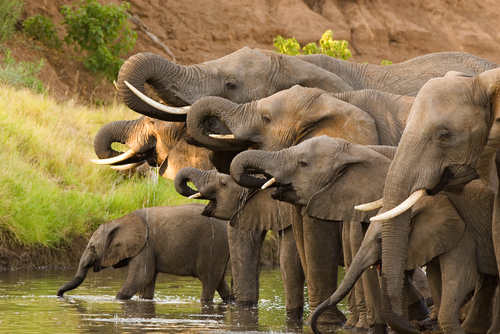 (Villiers Steyn/Shutterstock)