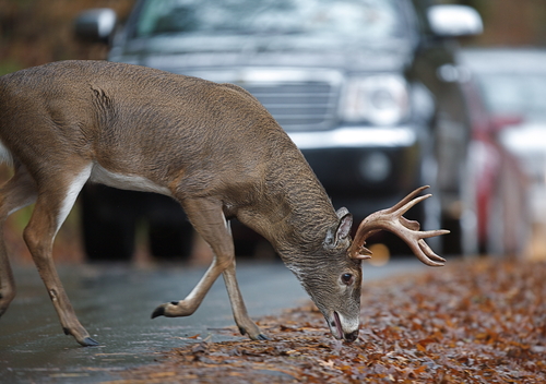Watch out! (Tom Reichner/Shutterstock)
