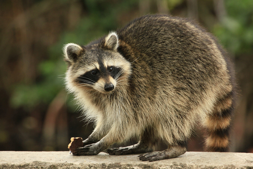 (REDAV/Shutterstock)