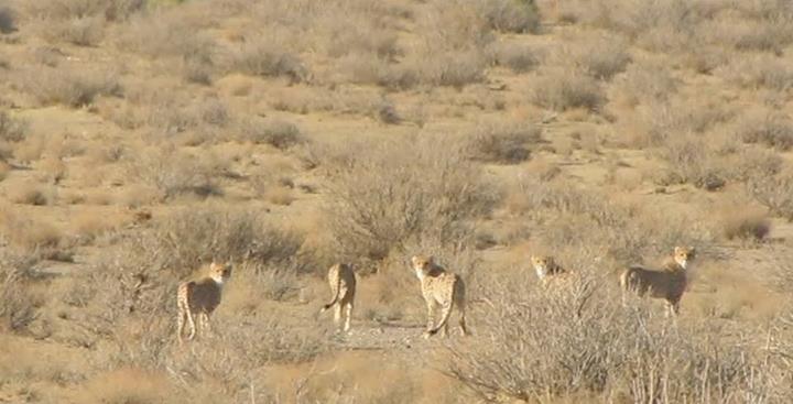 (Persian Wildlife Heritage Foundation/Facebook)