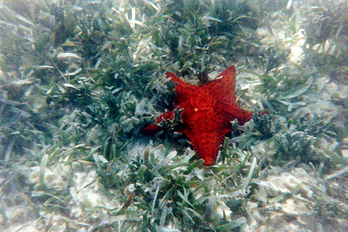 (NOAA)
