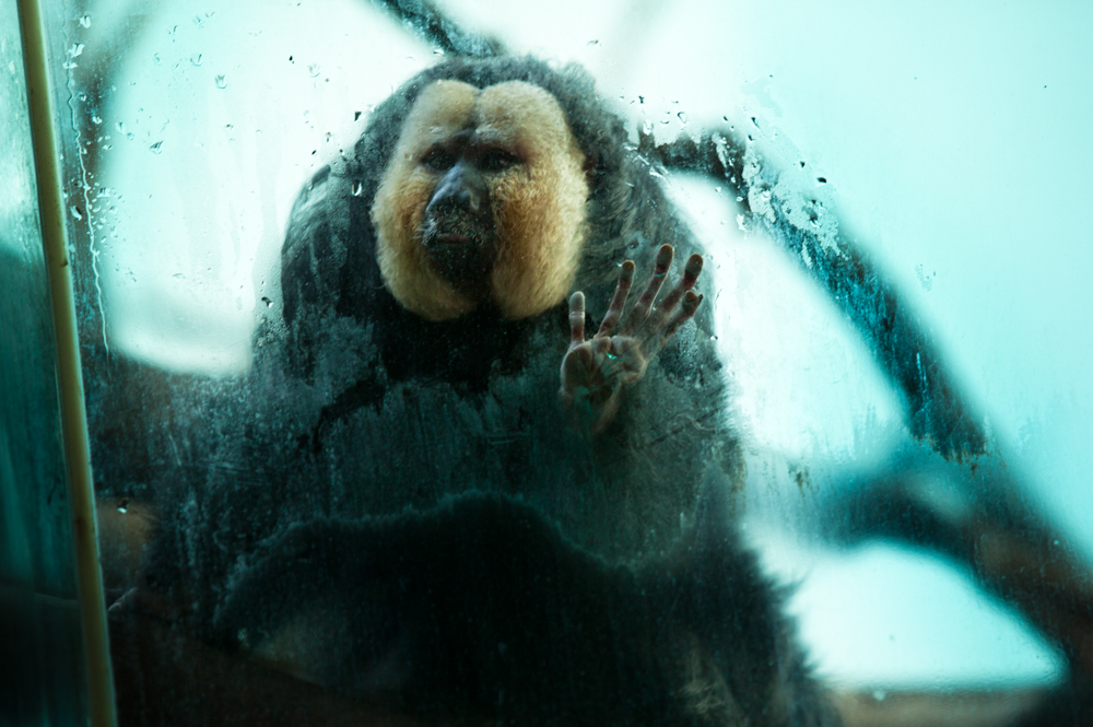 "Captive" is a photo series documenting zoo animals in their unnatural environment. It is not about the animals, but rather, it documents what can happen when humans use animals for display and entertainment. Many zoos need to be commended for their efforts to provide adequate habitats for their animals, but even in the best of zoos, there always are animals who never see daylight, only see vegetation if it is painted on the walls, or live in enclosures which are too tight for their needs. (Gaston Lacombe)