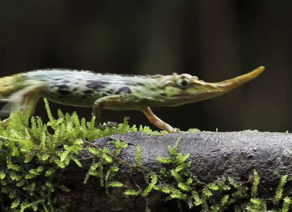 The Pinocchio Lizard (Anolis proboscis) (Screenshot, Youtube)