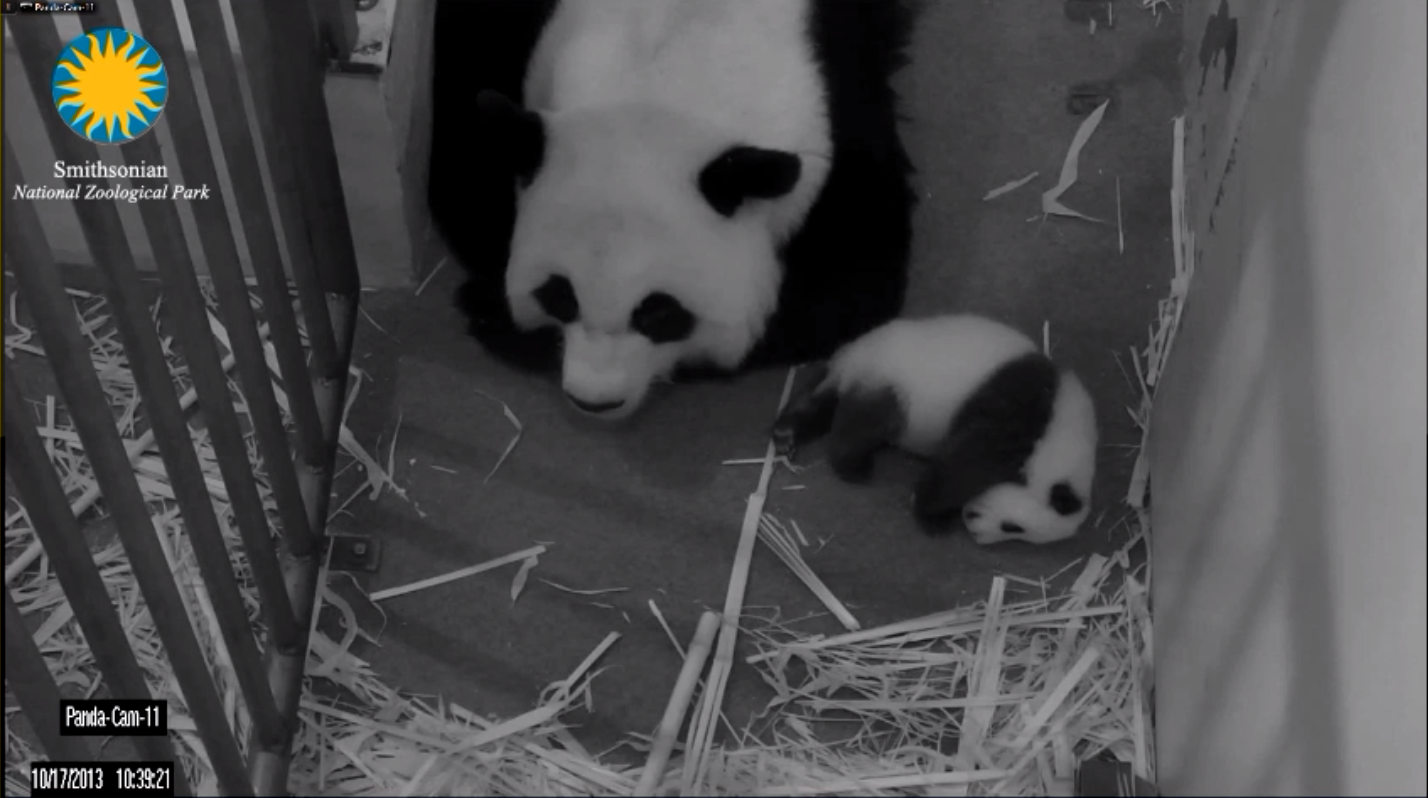 (Smithsonian National Zoo)