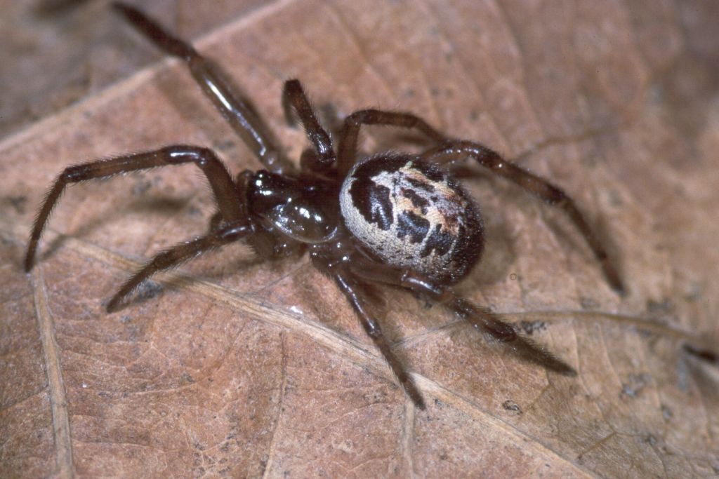 (British Arachnological Society)