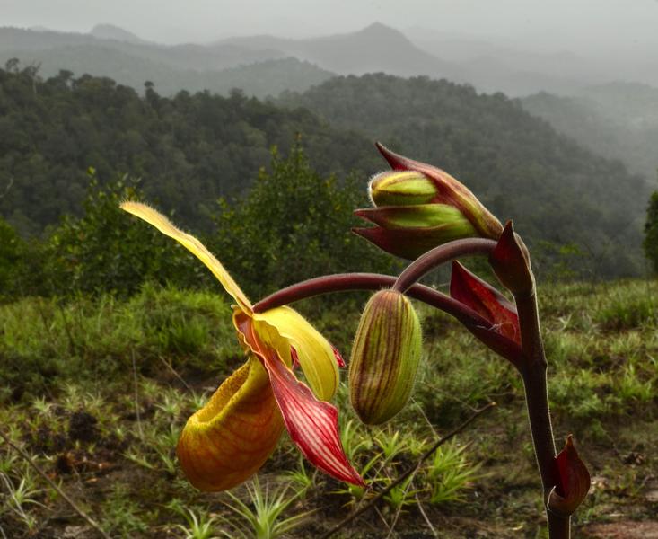 This orchid, (Phragmipedium lindleyanum), found on top of the Grensgebergte mountain is rare in Suriname. (Trond Larsen)