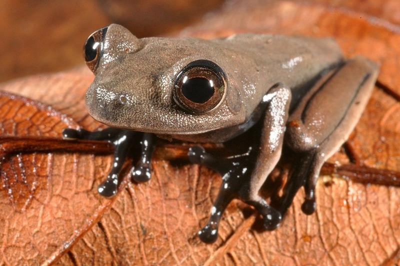 This sleek chocolate-colores "cocoa" frog (Hypsiboas sp.) may be new to science (Stuart V Nielsen/Conservation International)