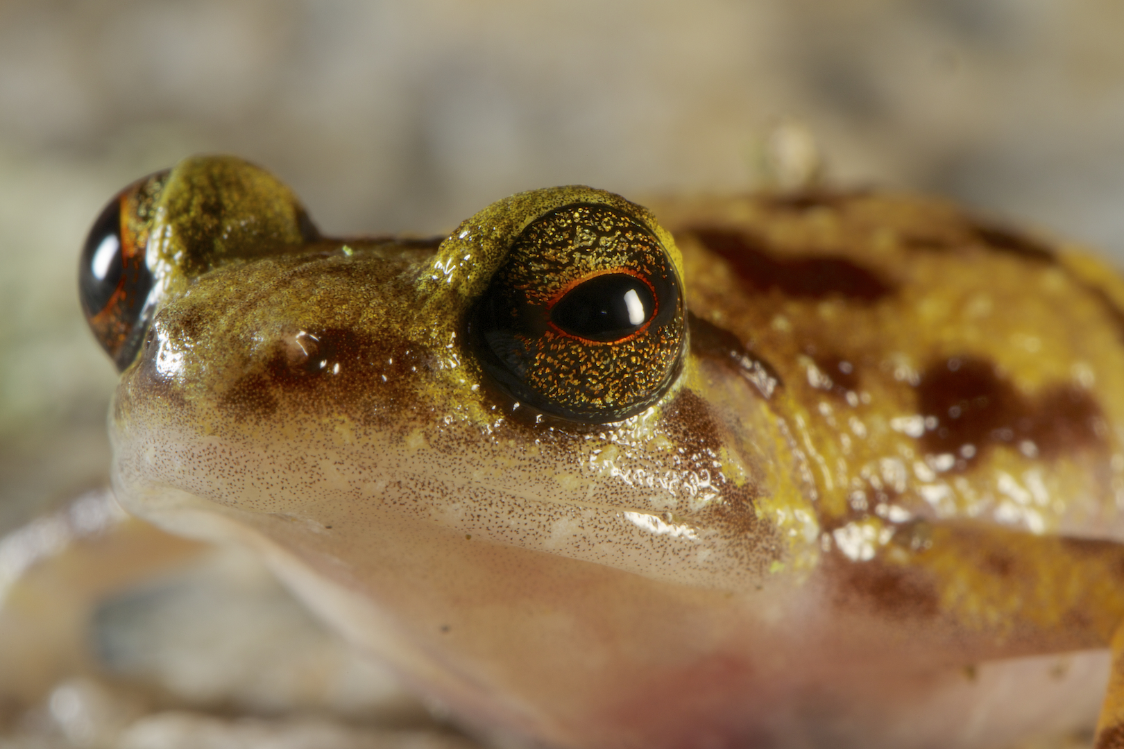 A new species of Boulder Frog (Cophixalus petrophilus) found among the boulders of the Cape Melville Range. (Tim Laman/National Geographic)