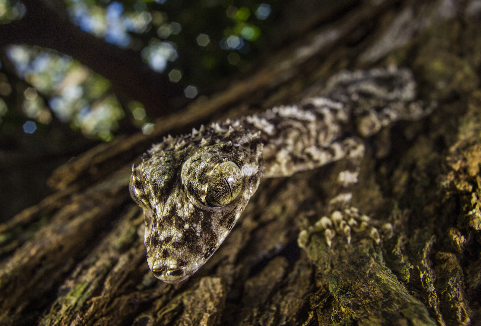 A new species of Leaf-tailed Gecko, Cape York Peninsula (Tim Laman/National Geographic)