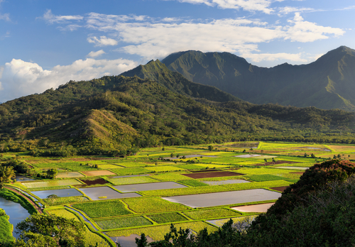 View overlooking the taro fields on Kauai, Hawaii. (Sarah Fields Photography/Flickr)