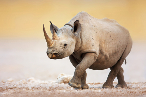(Johan Swanepoel/Shutterstock)