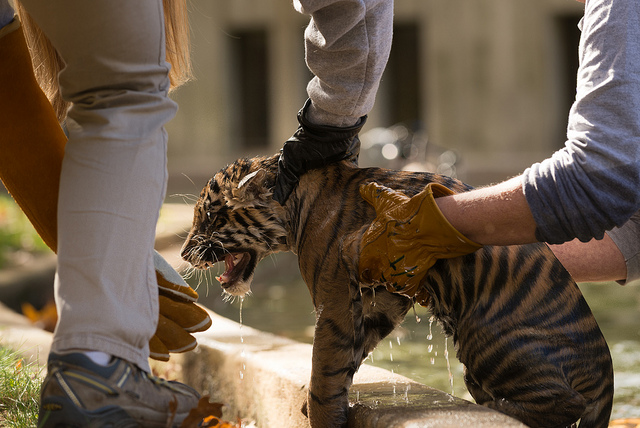(Connor Mallon, Smithsonian's National Zoo)
