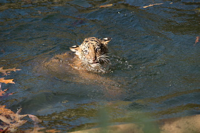 (Connor Mallon, Smithsonian's National Zoo)