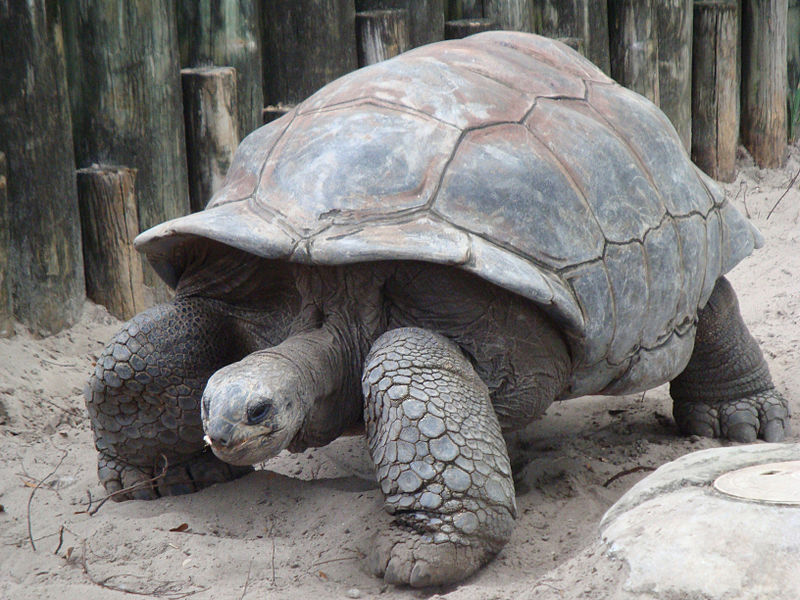 The ICZN settled a 200-year dispute over the scientific name of the Aldabra tortoise earlier this year. (Wikimedia Commons)