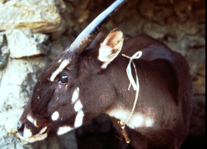 A female saola, photographed in 1996. (© William Robichaud)