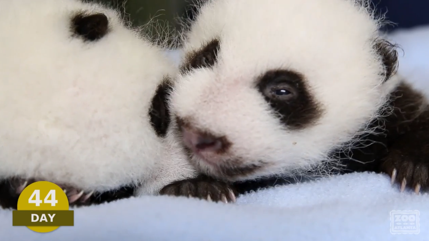 (Zoo Atlanta)
