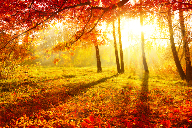 (<a href='http://www.shutterstock.com/gallery-195826p1.html'>Subbotina Anna</a> via <a href='http://www.shutterstock.com/'>Shutterstock</a>)