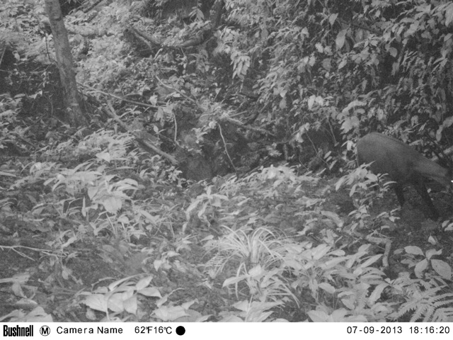 (© WWF-Vietnam)