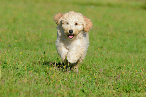 (AnetaPics/Shutterstock)