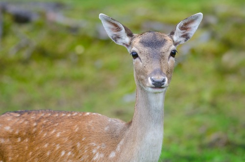 (Roblan/Shutterstock)