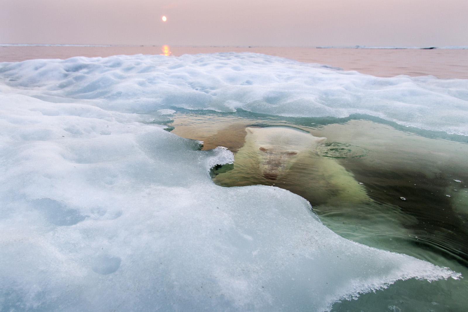 "The Ice Bear" (Paul Souders/National Geographic Photo Contest)