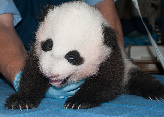Bao Bao on October 29, 2013 (Abby Wood, Smithsonian's National Zoo)