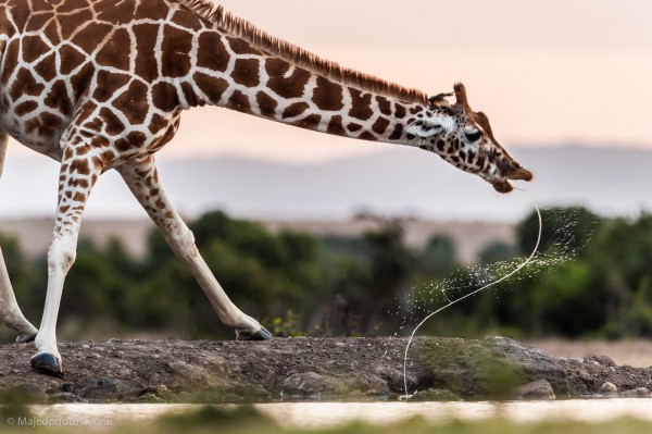 (Majed Ali/National Geographic Photo Contest)