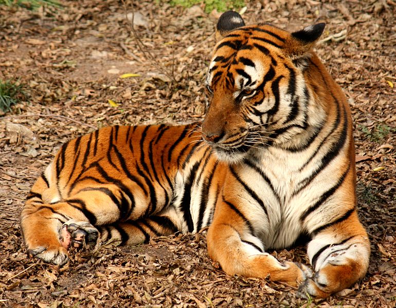 A South China tiger at the Shanghai Zoo (Wikimedia Commons)