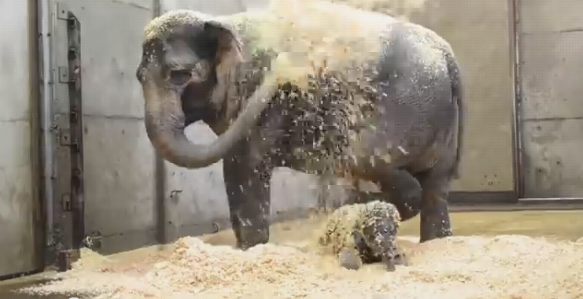 (Screenshot/Oregon Zoo)
