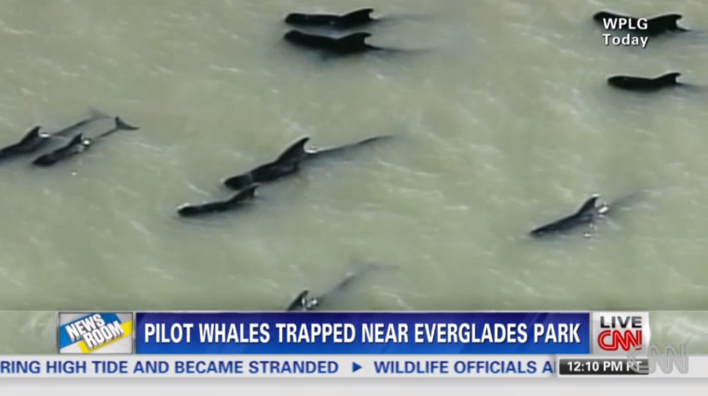 (Screenshot, CNN)