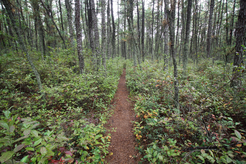 The Batona Trail cuts through Wharton State Forest in New Jersey Pine Barrens. (Dawn J Benko/Shutterstock)