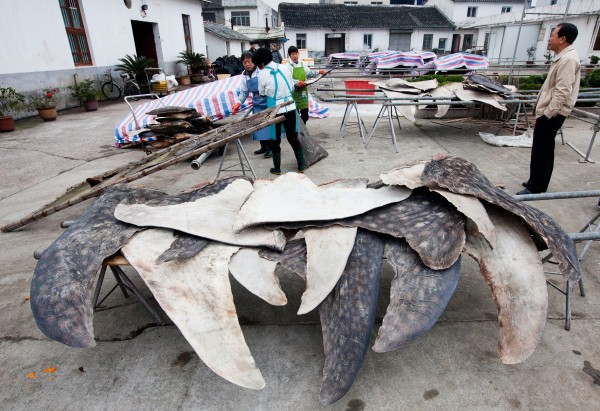 Whale shark fins are dried and stacked for export. This processing plant processes over 600 whale sharks per year. Puqi, Zhejiang Province, China. (WildLife Risk)