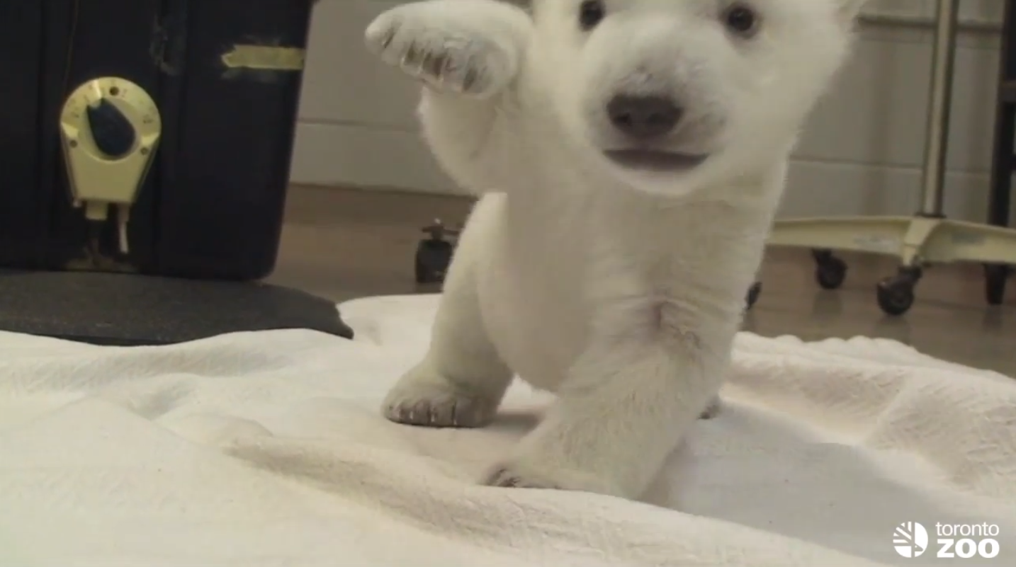 (Screenshot, Toronto Zoo)