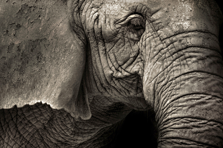 (<a href='http://www.istockphoto.com/user_view.php?id=221239'>absolutely_frenchy</a> via <a href='http://www.istockphoto.com/'>iStock</a>)