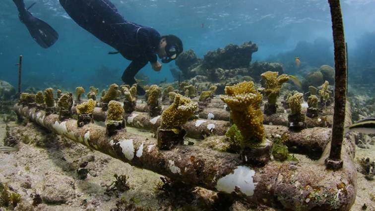 MAR Fellow Gaby Nava inspects one of her coral nurseries on one of the MesoAmerican reefs in Mexico. (Çapkin van Alphen, CauseCentric Productions)