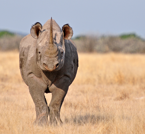 The critically endangered black rhinoceros. (PicturesWild/Shutterstock)