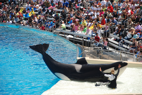 SeaWorld San Diego (Irina Silvestrova/Shutterstock)